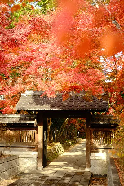 高田本山専修寺の紅葉（6）