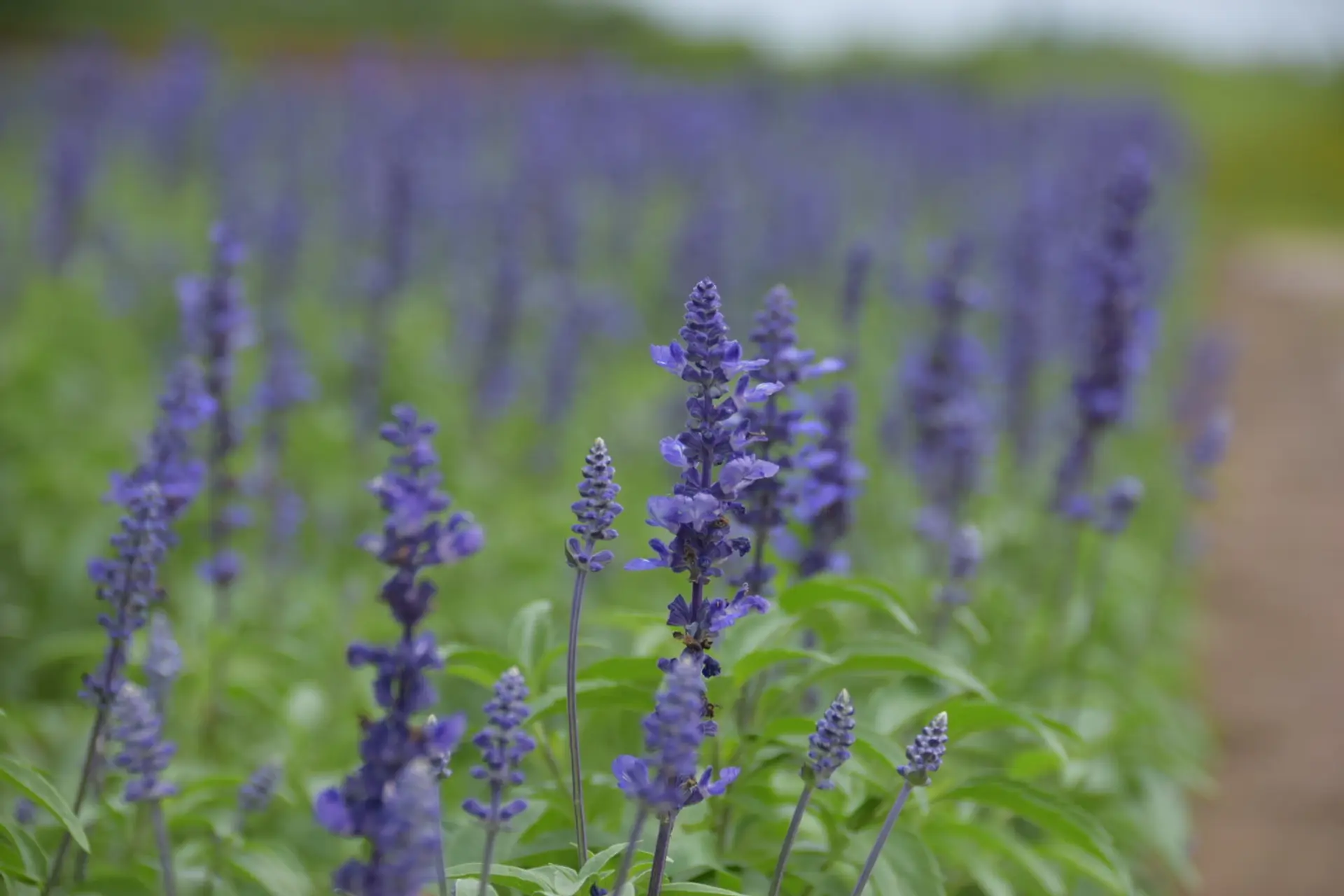 ブルーサルビア