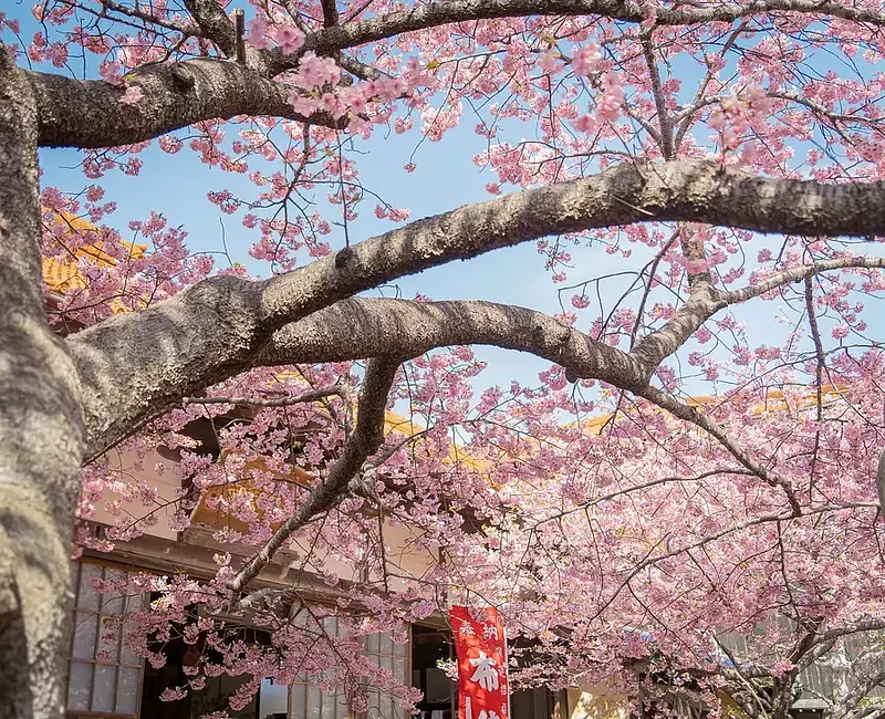 Los cerezos en flor Kawazu en el templo Daijiji