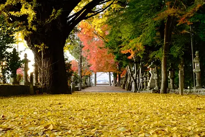 積田神社のイチョウとモミジ（2）