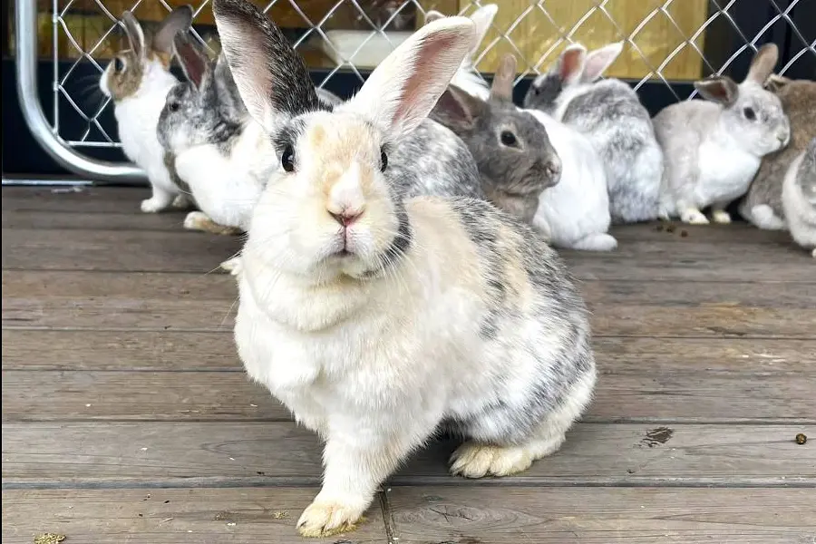 kiondにごかつら池どうぶつパークがやってくる！