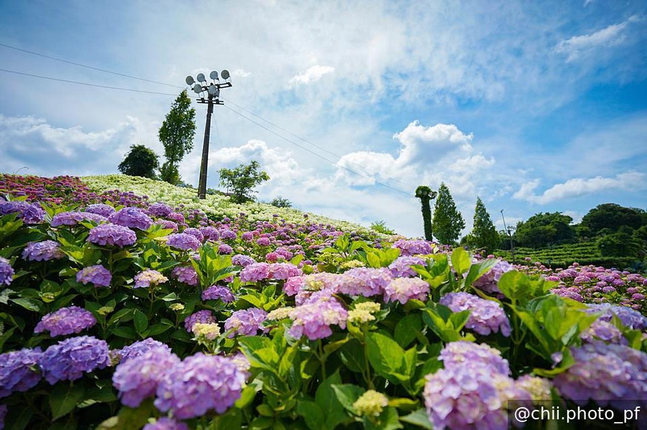 津市「かざはやの里」の紫陽花が見頃♪2026年新企画の「#かざはやの里
