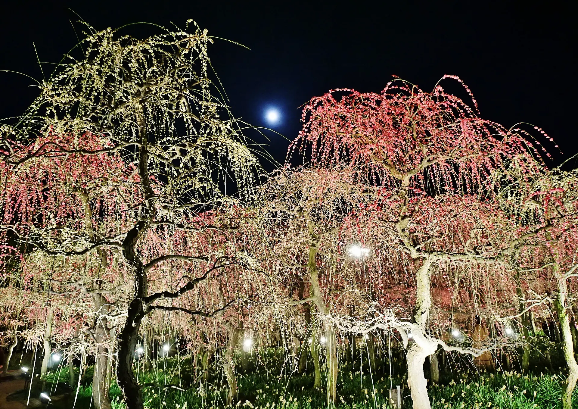 なばなの里 しだれ梅まつり