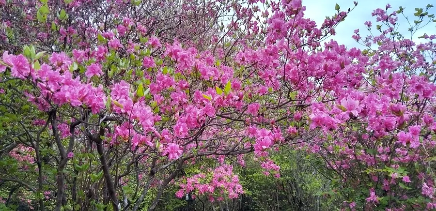 尾鷲市曽根町のムラサキオンツツジ（城山公園・浄の城（曽根城跡））