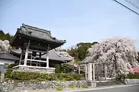 勝泉寺の桜③