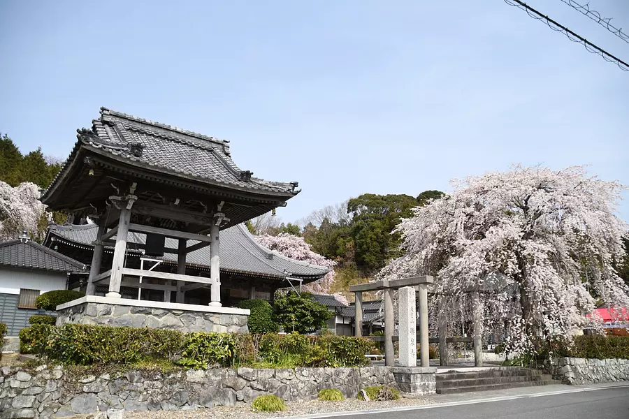 勝泉寺の桜③