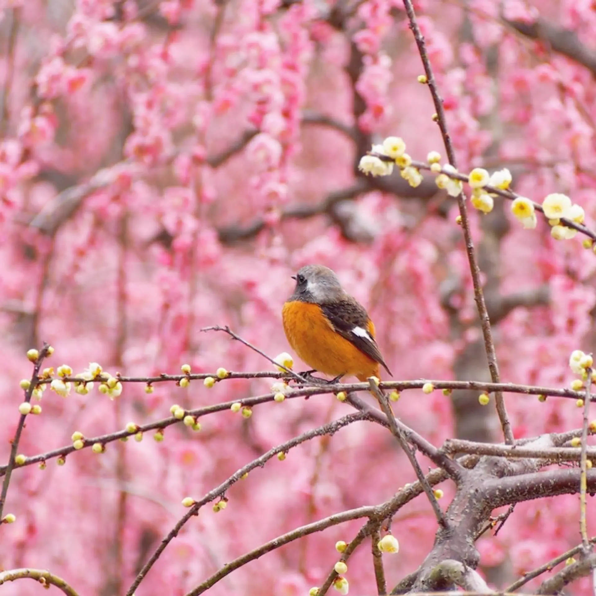 ジョウビタキのオス
