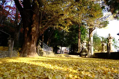 積田神社のイチョウとモミジ（1）