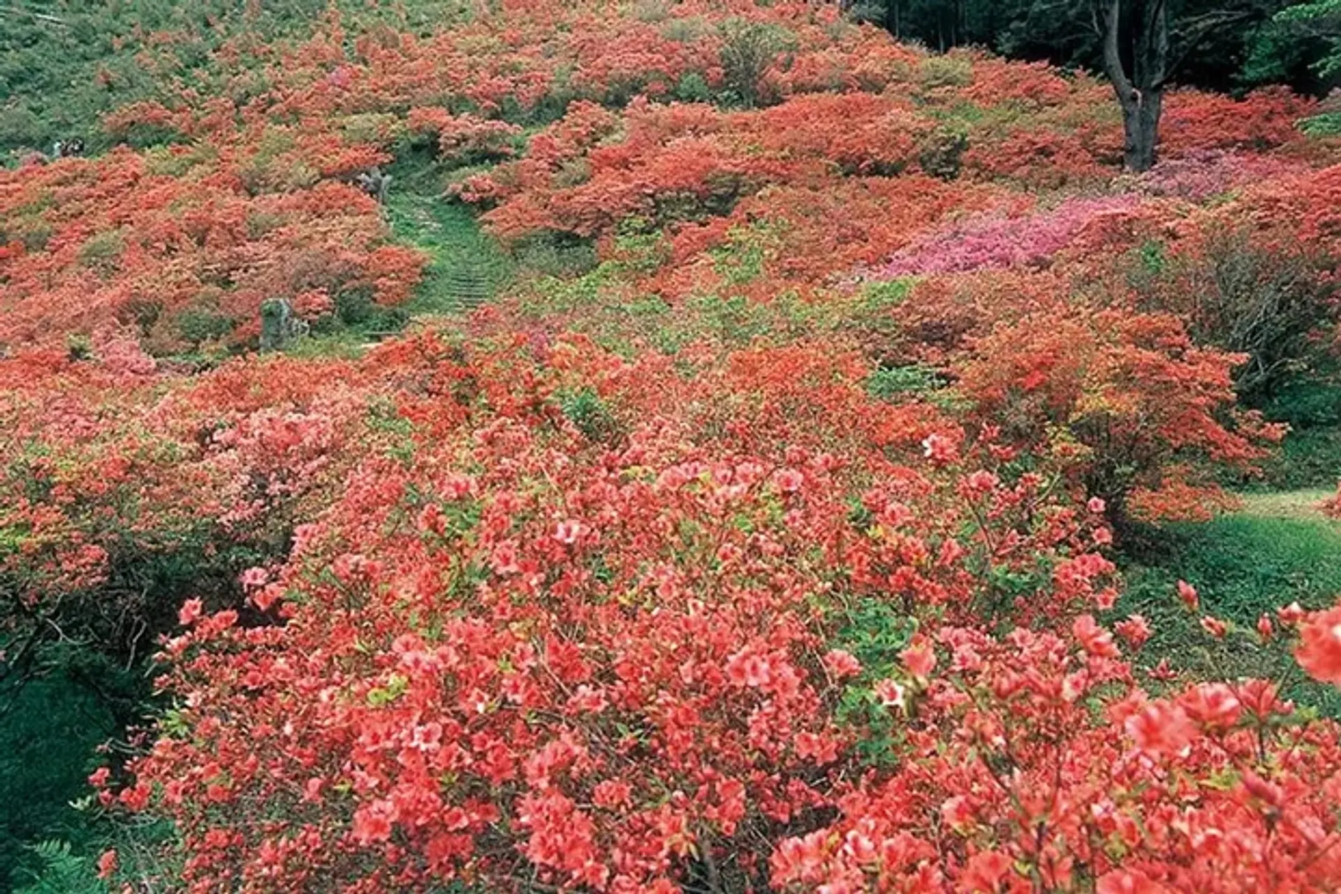 大平ツツジ山のつつじ