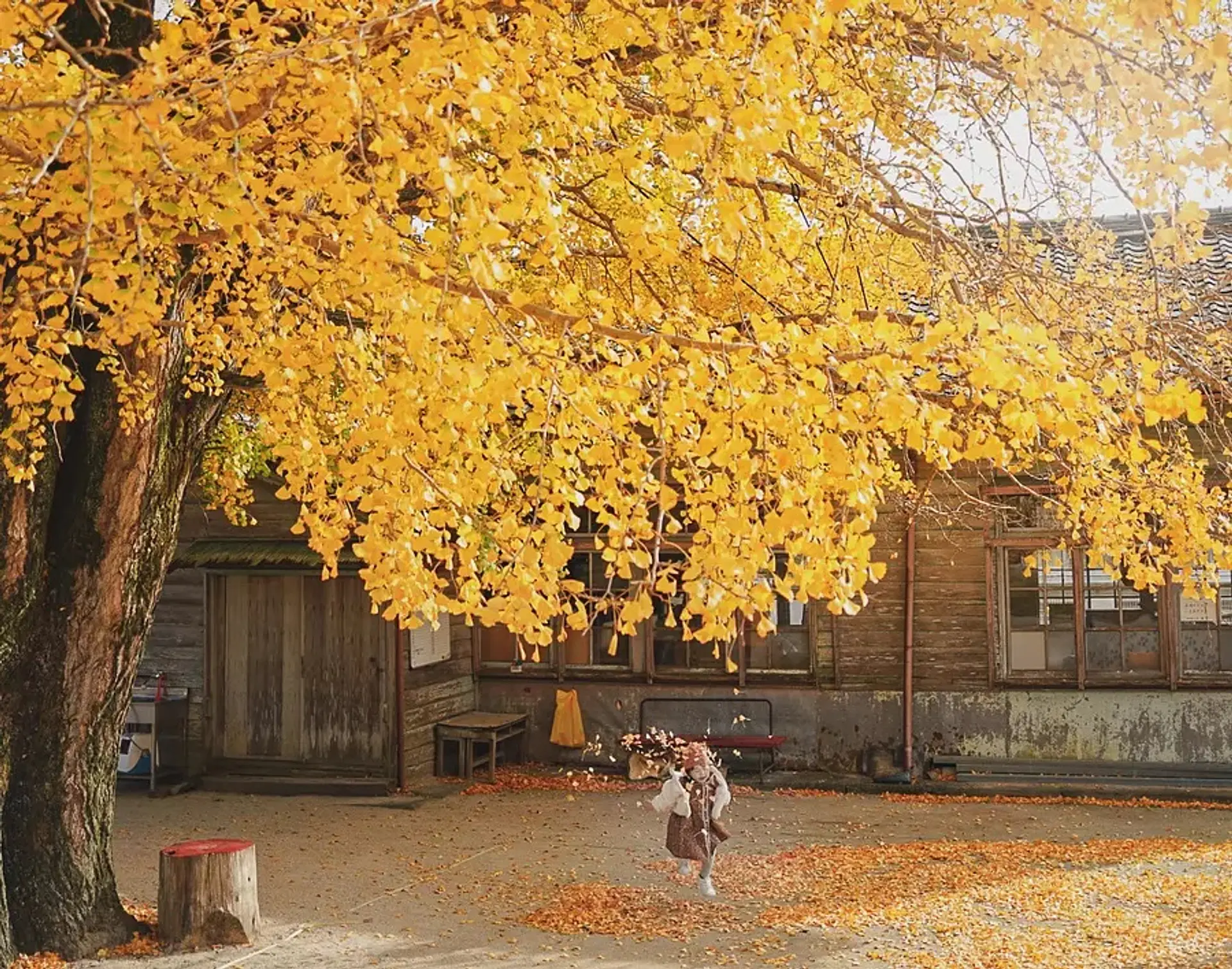 河内の大イチョウ