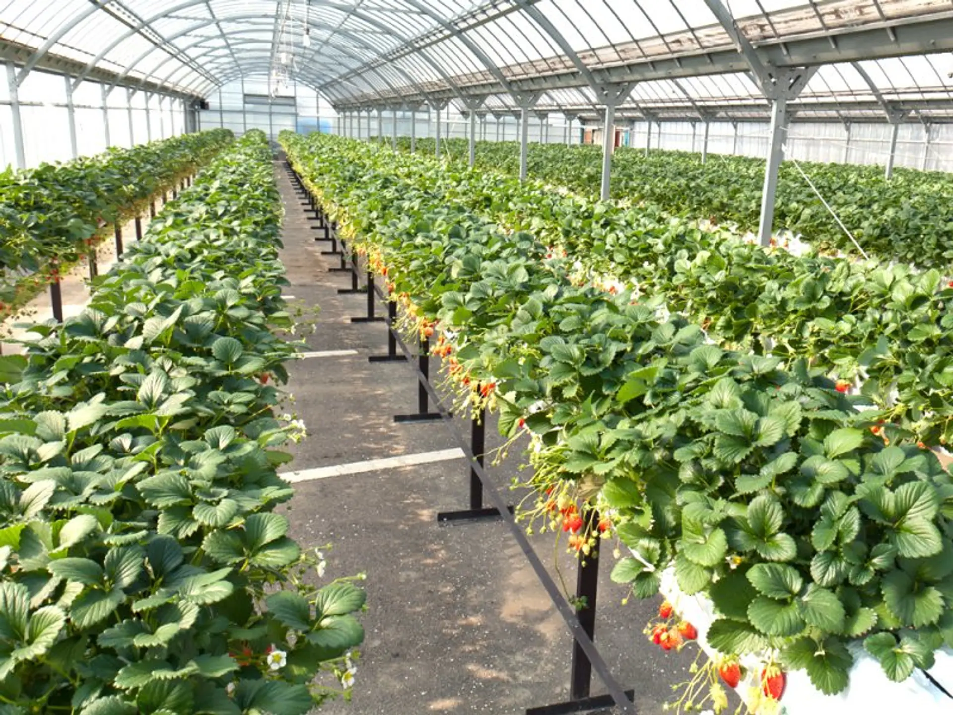 いちご屋くろべえのいちご狩り 