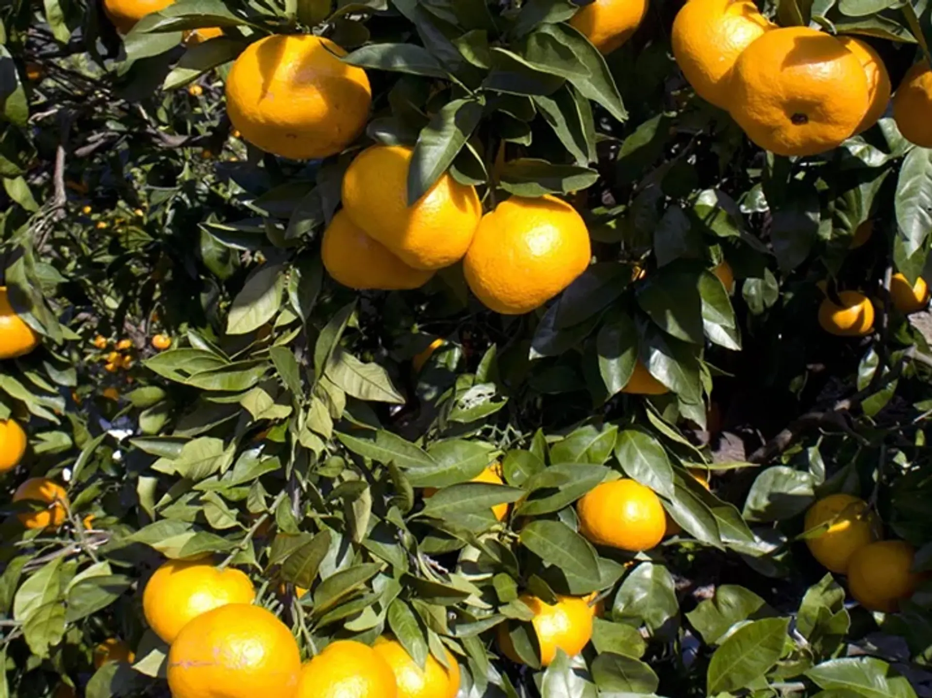 金山パイロットファーム・観光農園・直売所「くまのParadise」