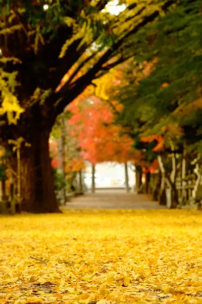 積田神社のイチョウとモミジ（4）