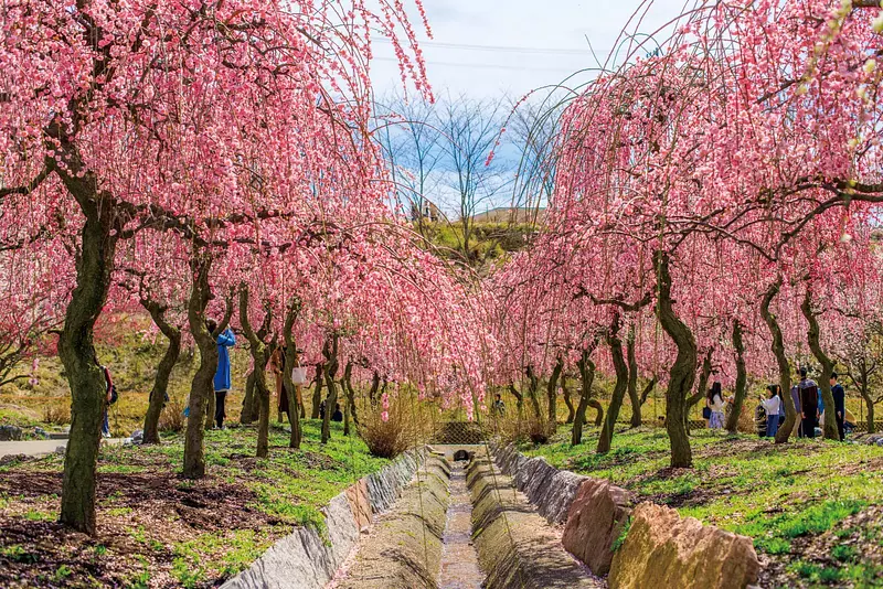 Célèbres sites de fleurs de prunier dans la préfecture de Mie