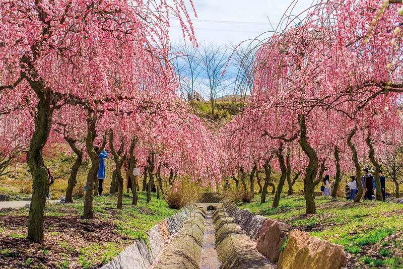 三重县的梅花名胜