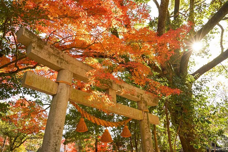 亀山神社の紅葉