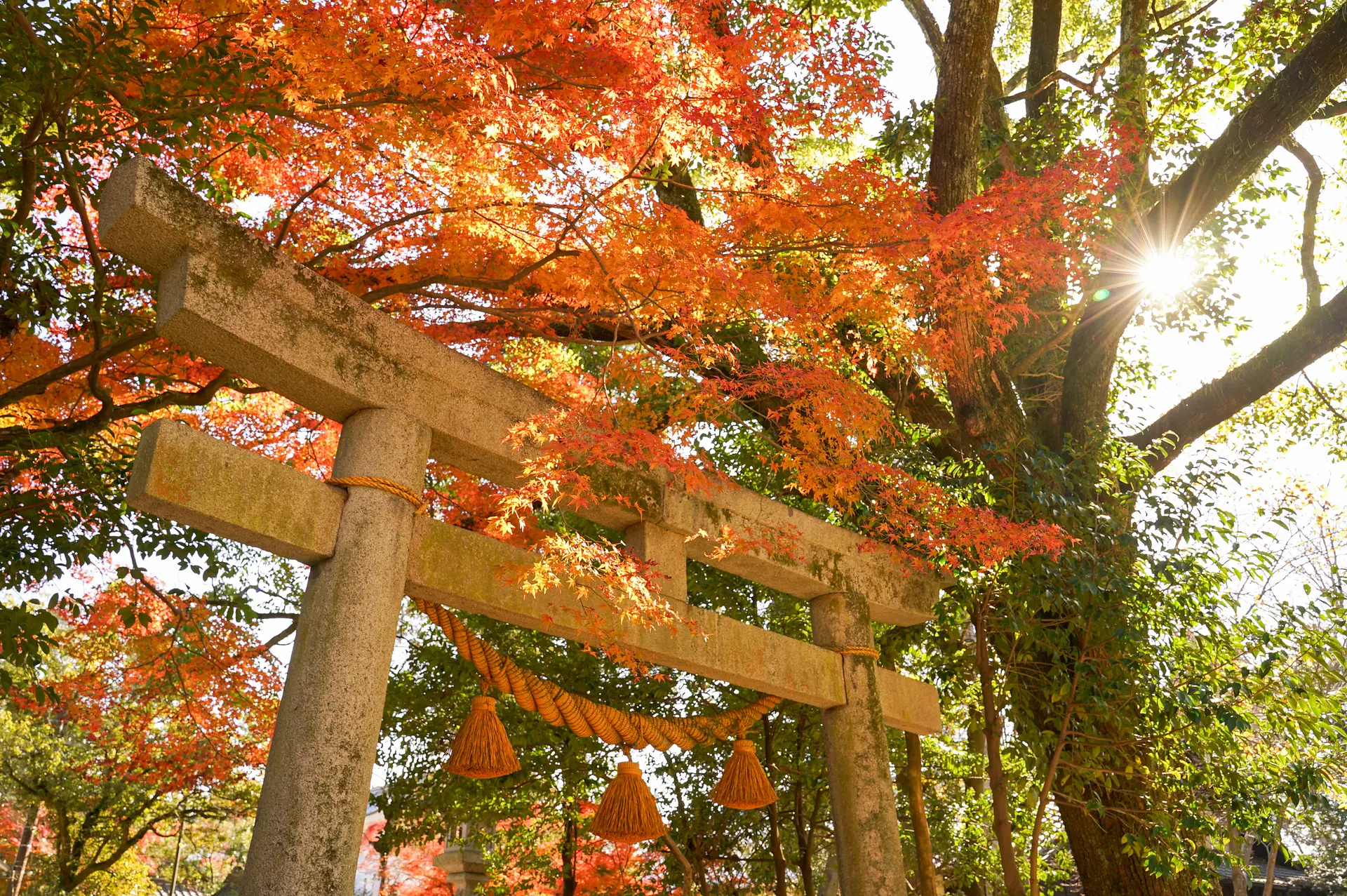 亀山神社の紅葉