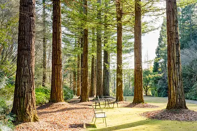 レッドヒルヒーサーの森（3）