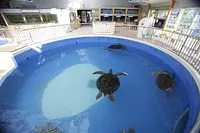 道の駅「紀宝町ウミガメ公園」