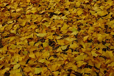 積田神社のイチョウとモミジ（5）