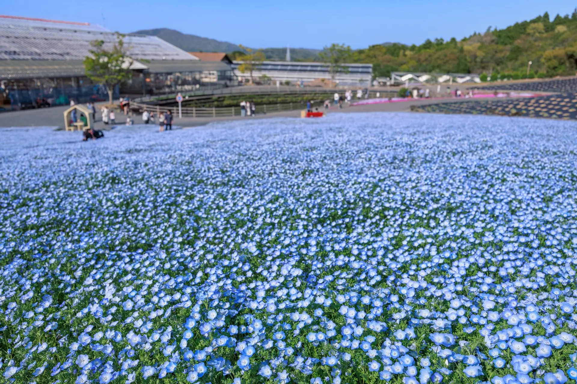 志摩市観光農園のネモフィラ