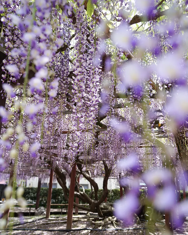 Glycine