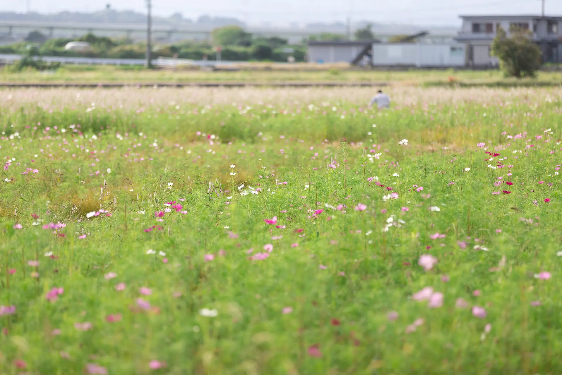 東員町のコスモス⑤