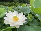 穴虫の郷のアジサイ・蓮・睡蓮
