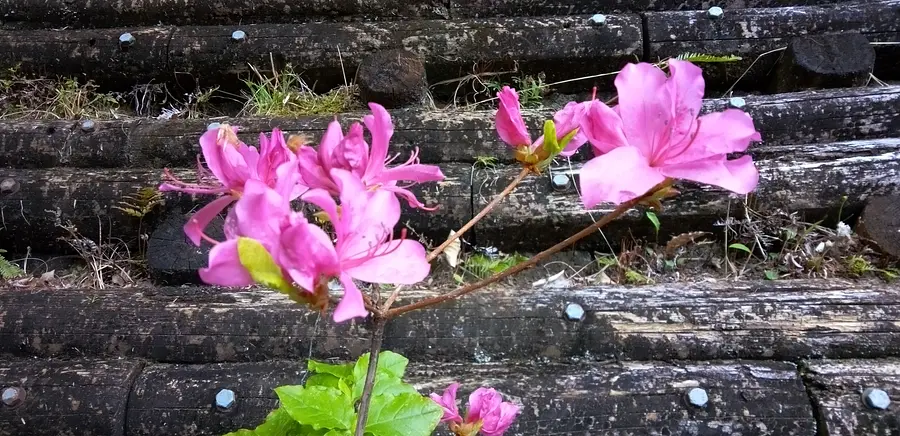 尾鷲市曽根町のムラサキオンツツジ（城山公園・浄の城（曽根城跡））
