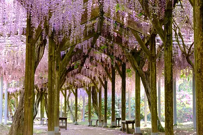 野原公園の藤（1）