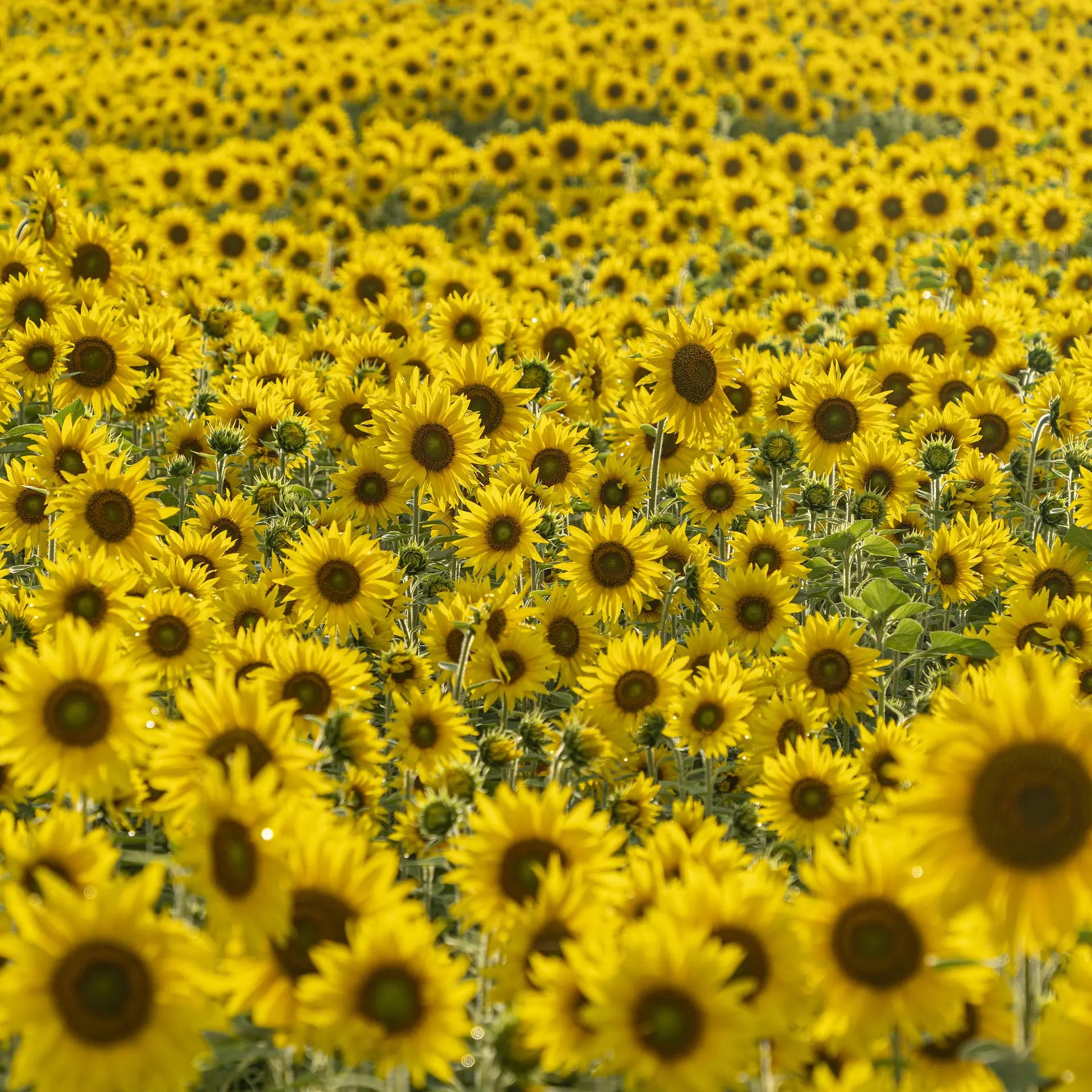 画面いっぱいに撮る