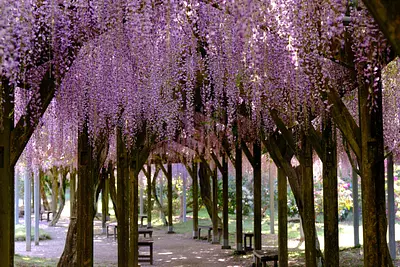 野原公園の藤（2）