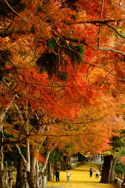 積田神社のイチョウとモミジ（7）