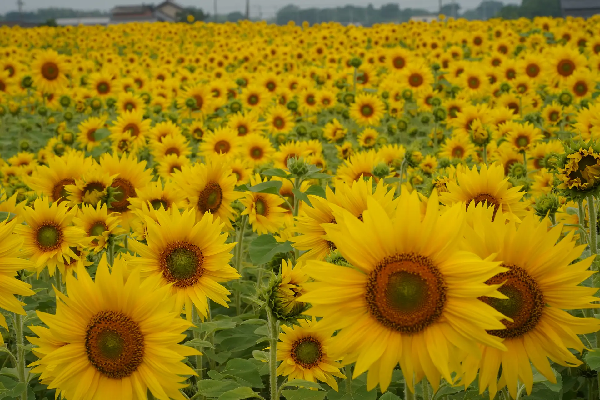 画面いっぱいに撮る２