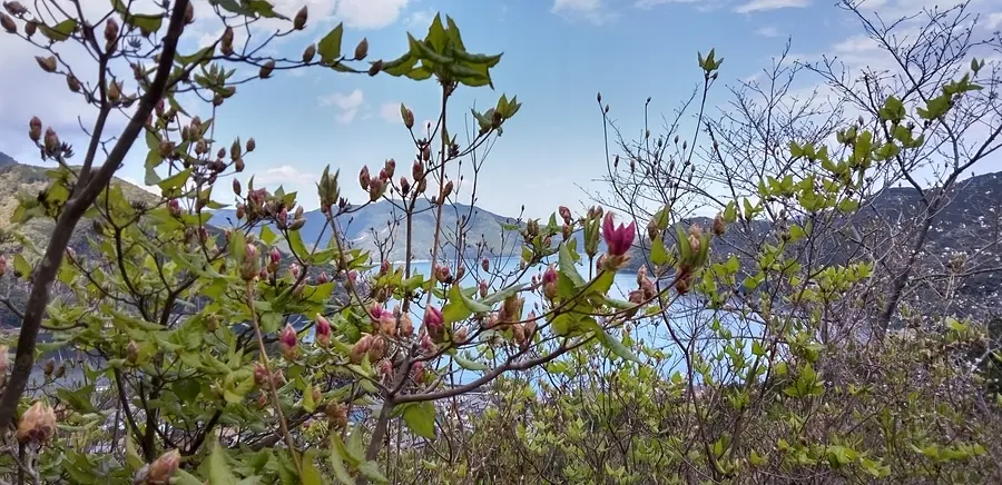 尾鷲市曽根町のムラサキオンツツジ（城山公園・浄の城（曽根城跡））
