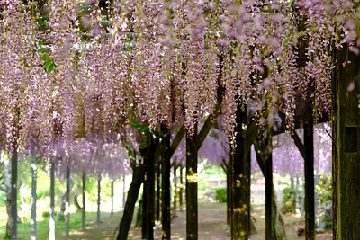 野原公園の藤（3）