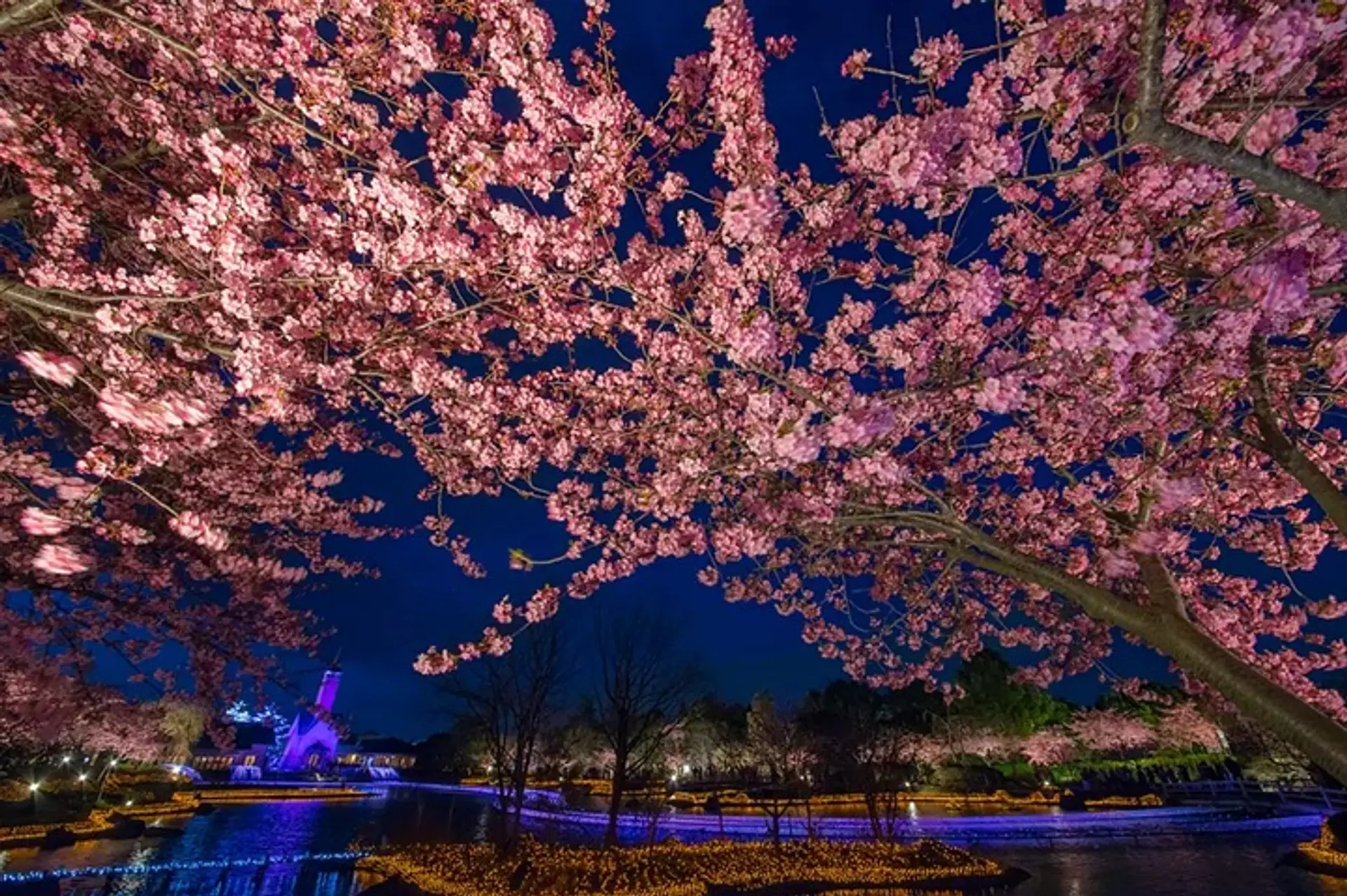 なばなの里 河津桜