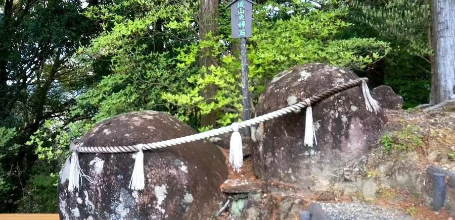 尾鷲市曽根町のムラサキオンツツジ（城山公園・浄の城（曽根城跡））