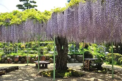 大日堂・五百羅漢・藤祭り　お茶会（野点）