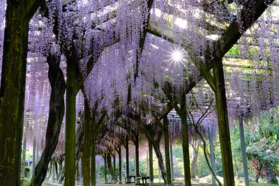 野原公園の藤（4）