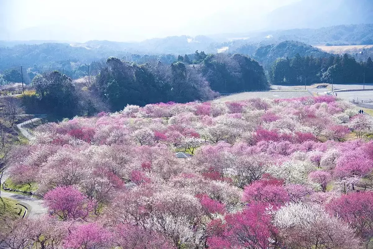 ดอกบ๊วยที่สวนเกษตร เมืองอินาเบะ（InabeCity）