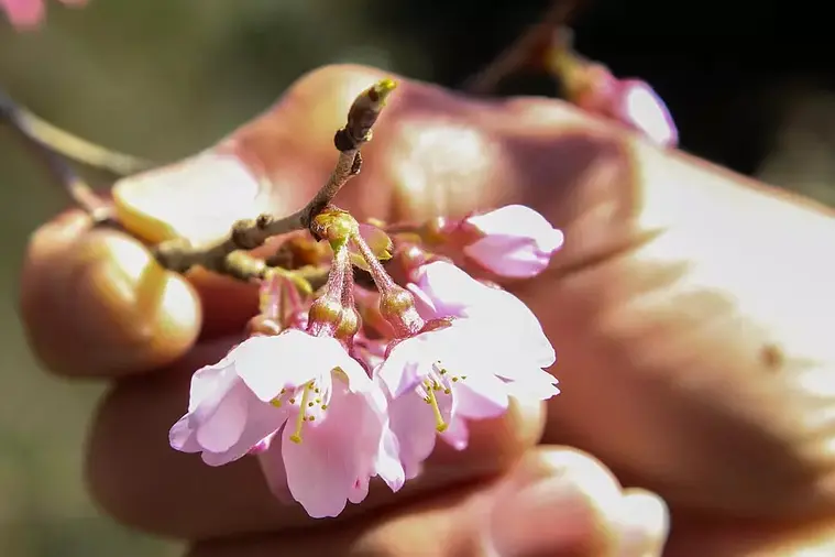 Kumano Sakura