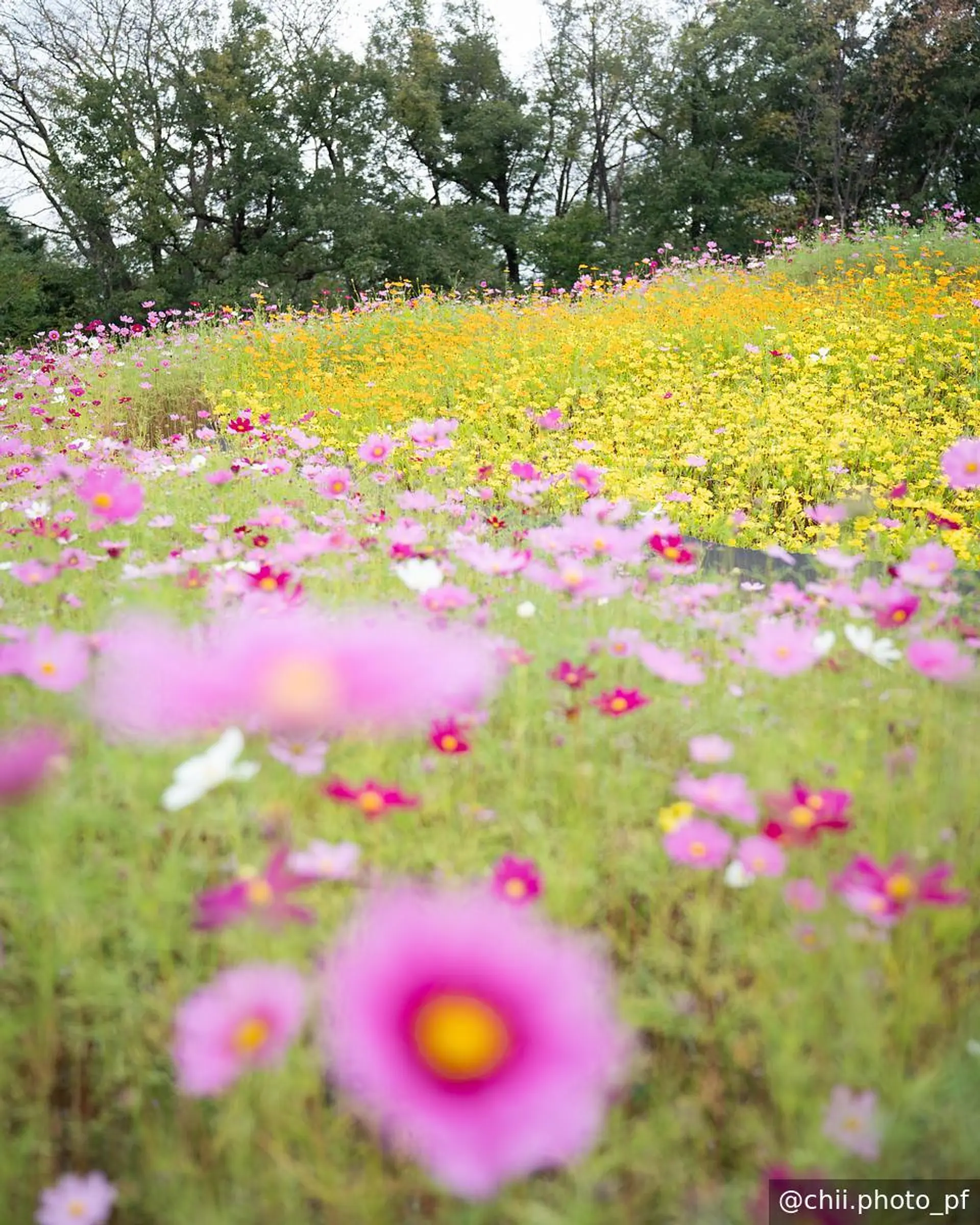 ハートの花壇