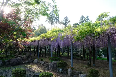 野原公園の藤（5）