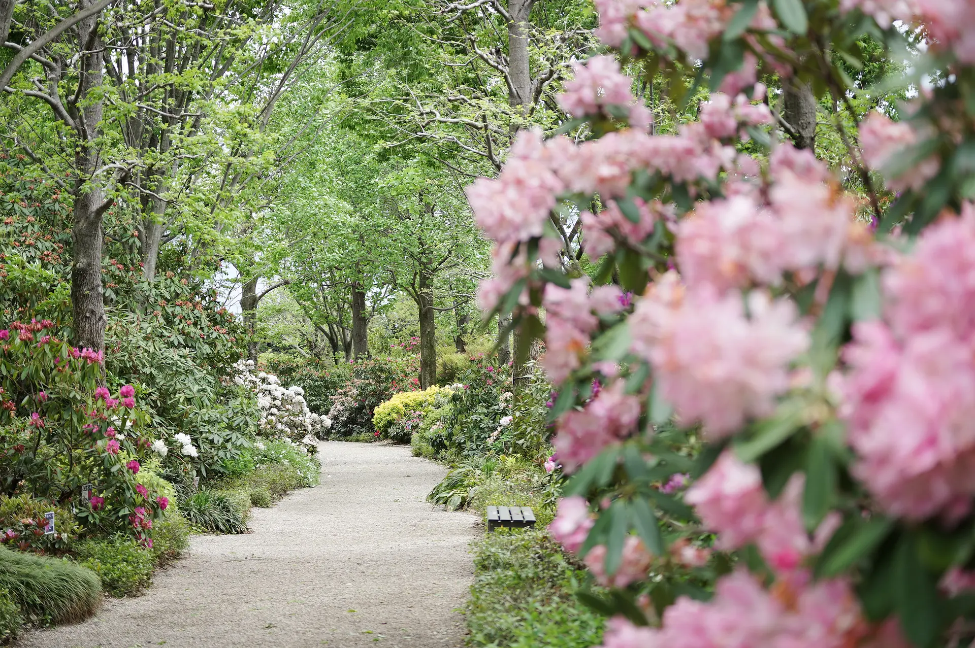 シャクナゲロード