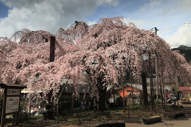Weeping cherry blossoms at TaikiTown Hall Kashiwazaki Branch