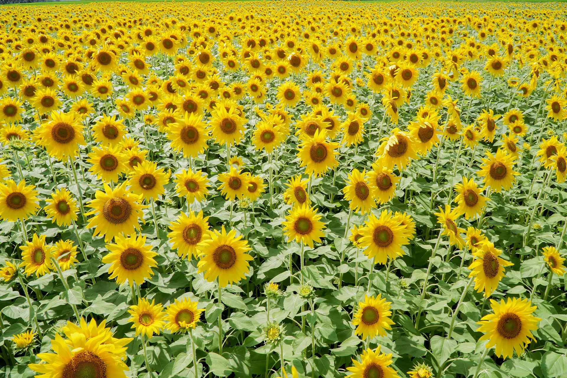 画面いっぱいに撮る３