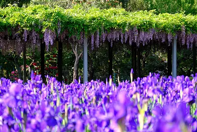 野原公園の藤とあやめ