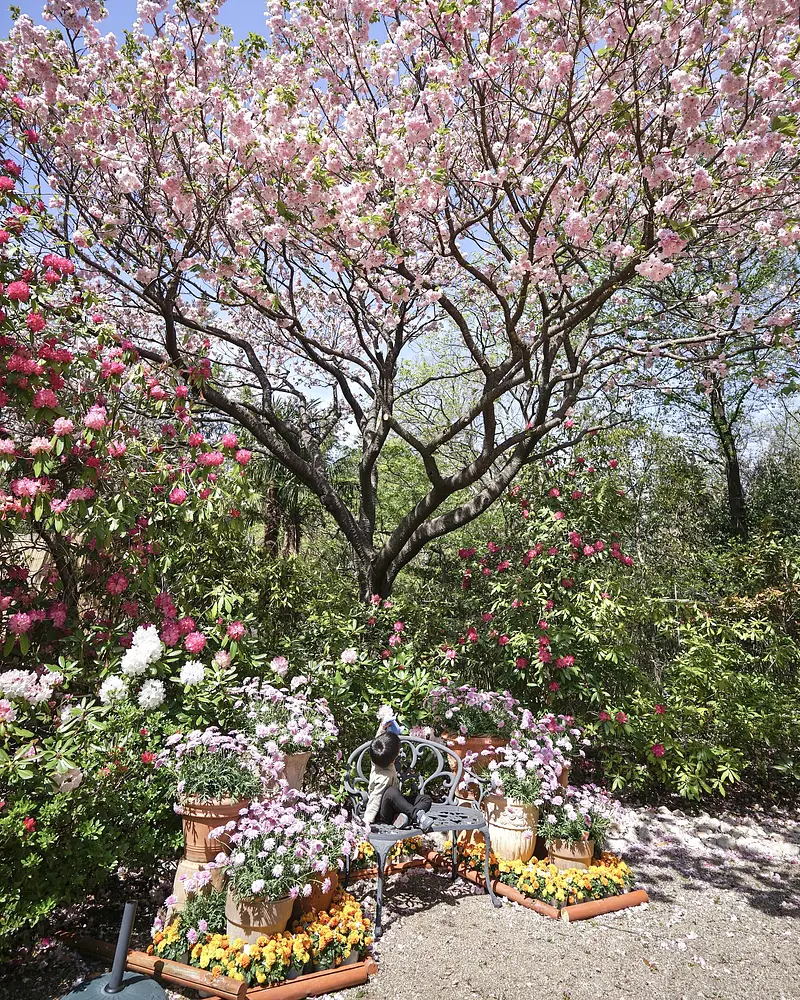 桜とシャクナゲ、季節のお花のフォトスポット