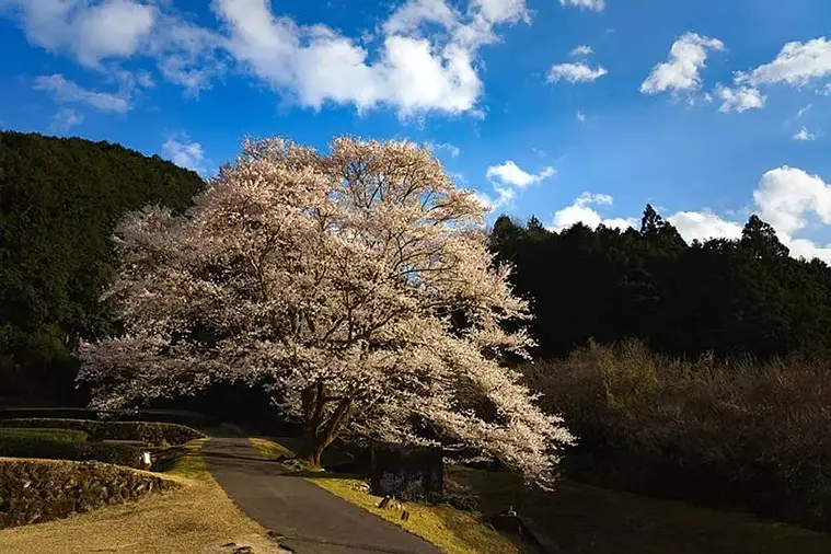 Las flores de cerezo en tinta clara de Takehara